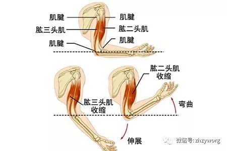 2.点按肩井,肩内陵(经外奇穴,腋前皱襞顶端与肩髃连线中点),阿是穴.