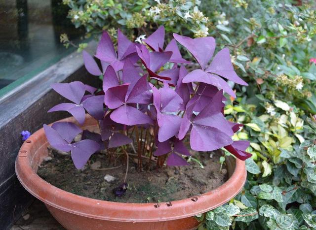 这紫色植物十分艳丽 花密 花期长达8个月 养护简单 可入药