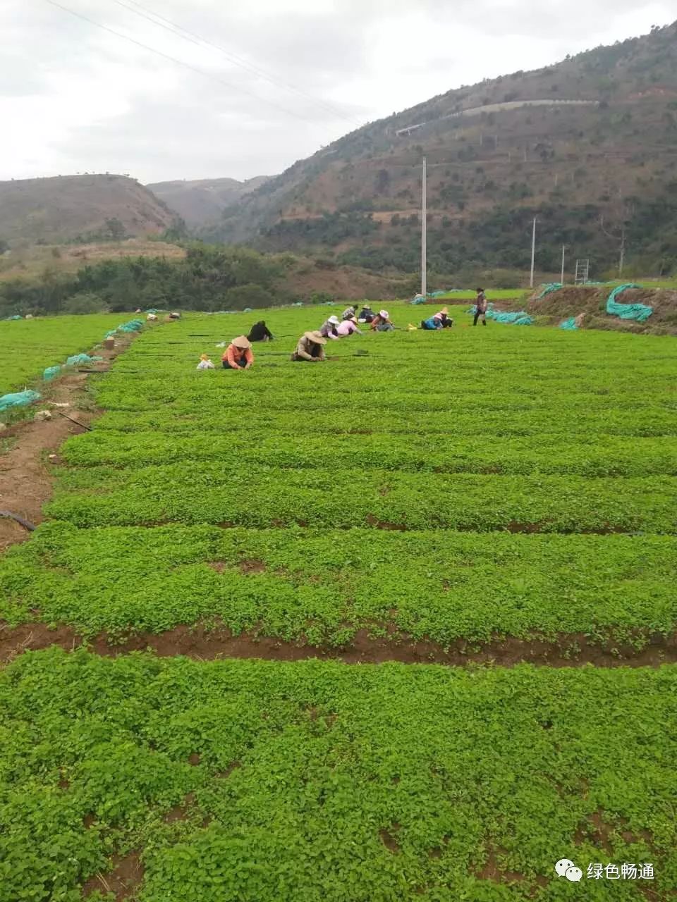 中药材种植要注意四大问题