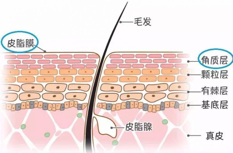 是存在于皮肤角质层表面的一层肉眼看不见的,由皮脂   汗液   脂质