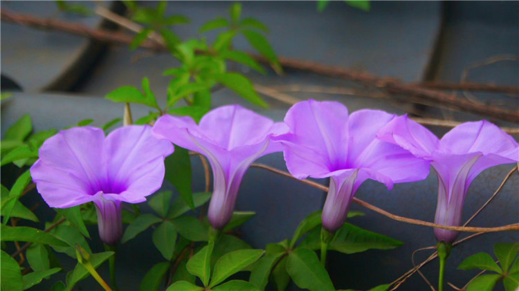 阳台种这花,比月季好养,自个就能蹭蹭长,夏秋开花成花