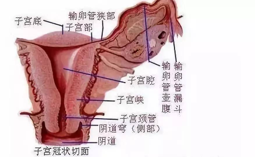 产后恶露,关乎子宫健康,你想知道的都在这里!