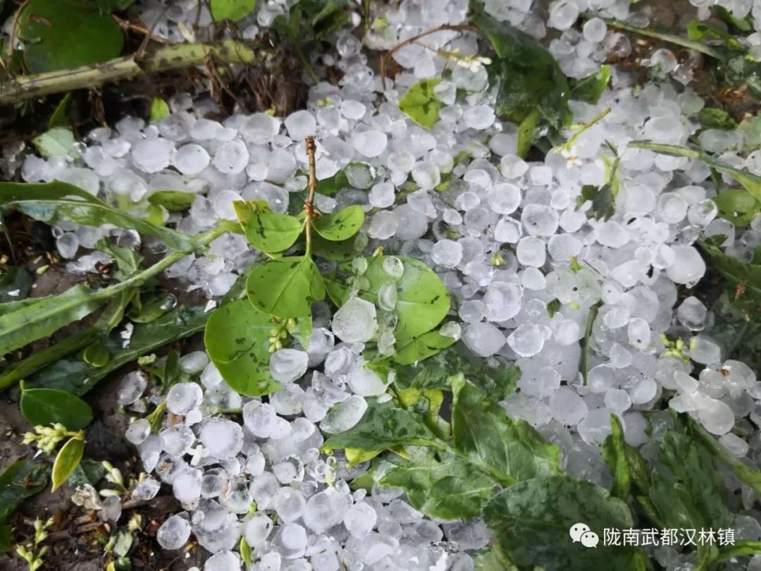 武都多地遭遇风雹灾害46036公顷农作物受灾附现场视频