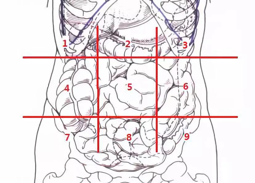 母婴 正文  第9区,左腹股沟区.这一块就有左侧输尿管,卵巢和乙状结肠.