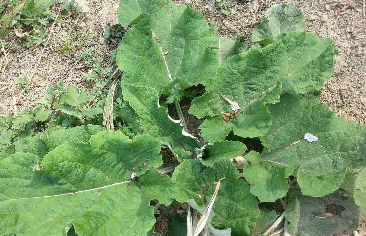 下图就是野生牛蒡生长的环境和样子,以及人工种植的牛蒡和采收的根茎.