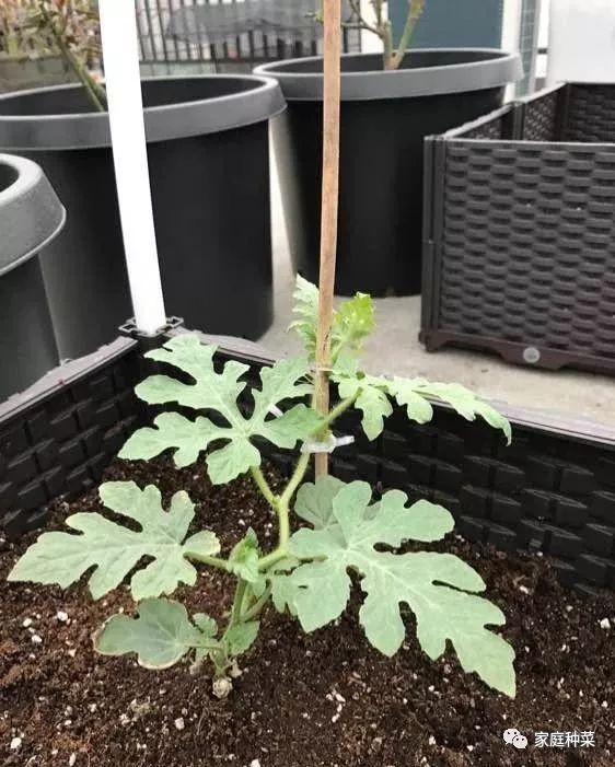 小院种植西瓜 家中小院种植西瓜 大棚蔬菜种植 大山谷图库