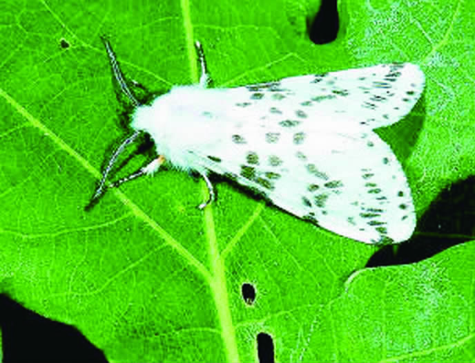 5～15毫米,翅,腹部纯白色,触角梳状.雄虫体长9～13.
