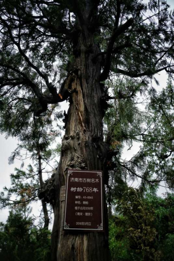 盘点济南古树名木 穆桂英的降龙木全国唯一