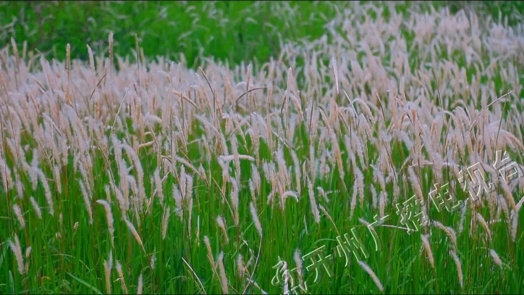 田间赏花,走起!茅草花开若六月风雪~ (附精美视频)