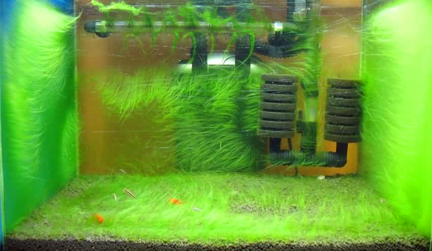 鱼缸藻类滋生, 清洁消毒防蔓延