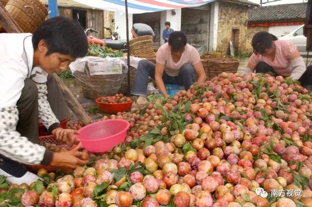 什么都阻挡不了吃货去"瓜田""李下"摘果果!