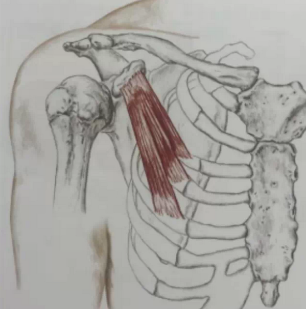 胸小肌起点:第3-5肋骨止点:肩胛骨喙突内侧面神经分布:胸内侧神经,与