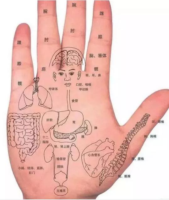 手心出汗肺脾虚,指肚泛红血脂高; 五指关节青筋暴,末梢循环定不好.