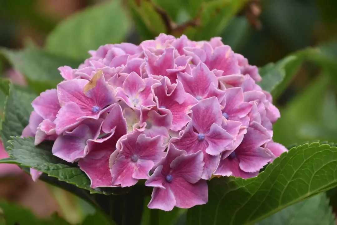 hydrangea macrophylla'ross'大花绣球'罗斯'花色为粉红色与绿色镶嵌