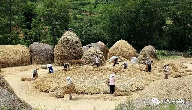 故乡的麦草垛