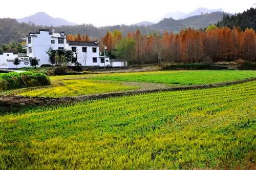 打造生态乡村经济发展新模式广西玉林市鹿塘村大变样