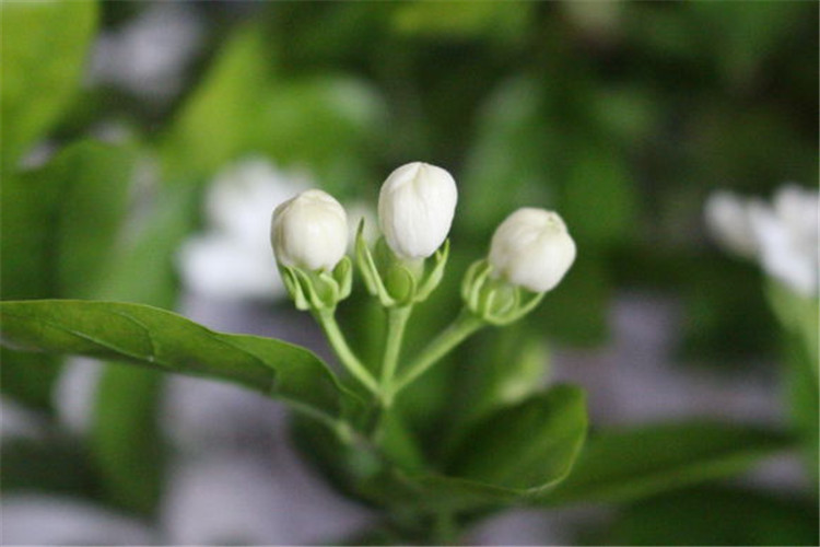 茉莉花后剪1刀加1料1月复花香又大