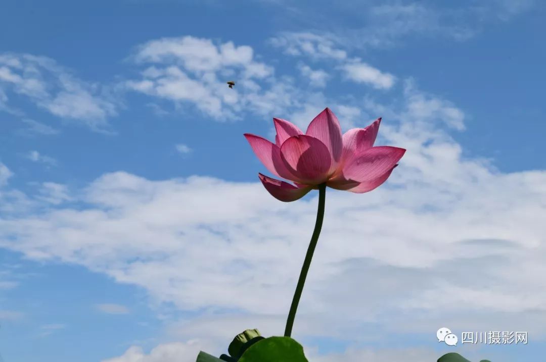 【荷花摄影赛】弋和友|夏荷,傲立蓝天下