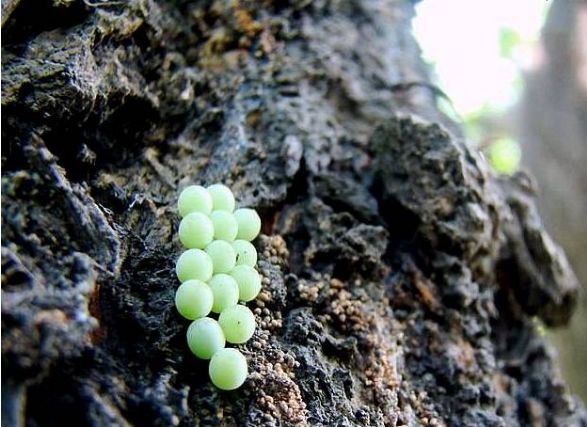 没想几天后竟然孵化了 变为成虫,非常恶心 这种橙色虫子叫 荔枝椿象