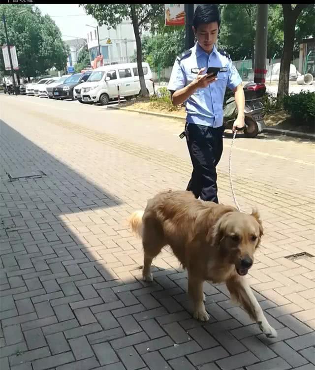 金毛跟着警察小哥哥巡逻,眼中都是骄傲,金毛:因为我是警犬!