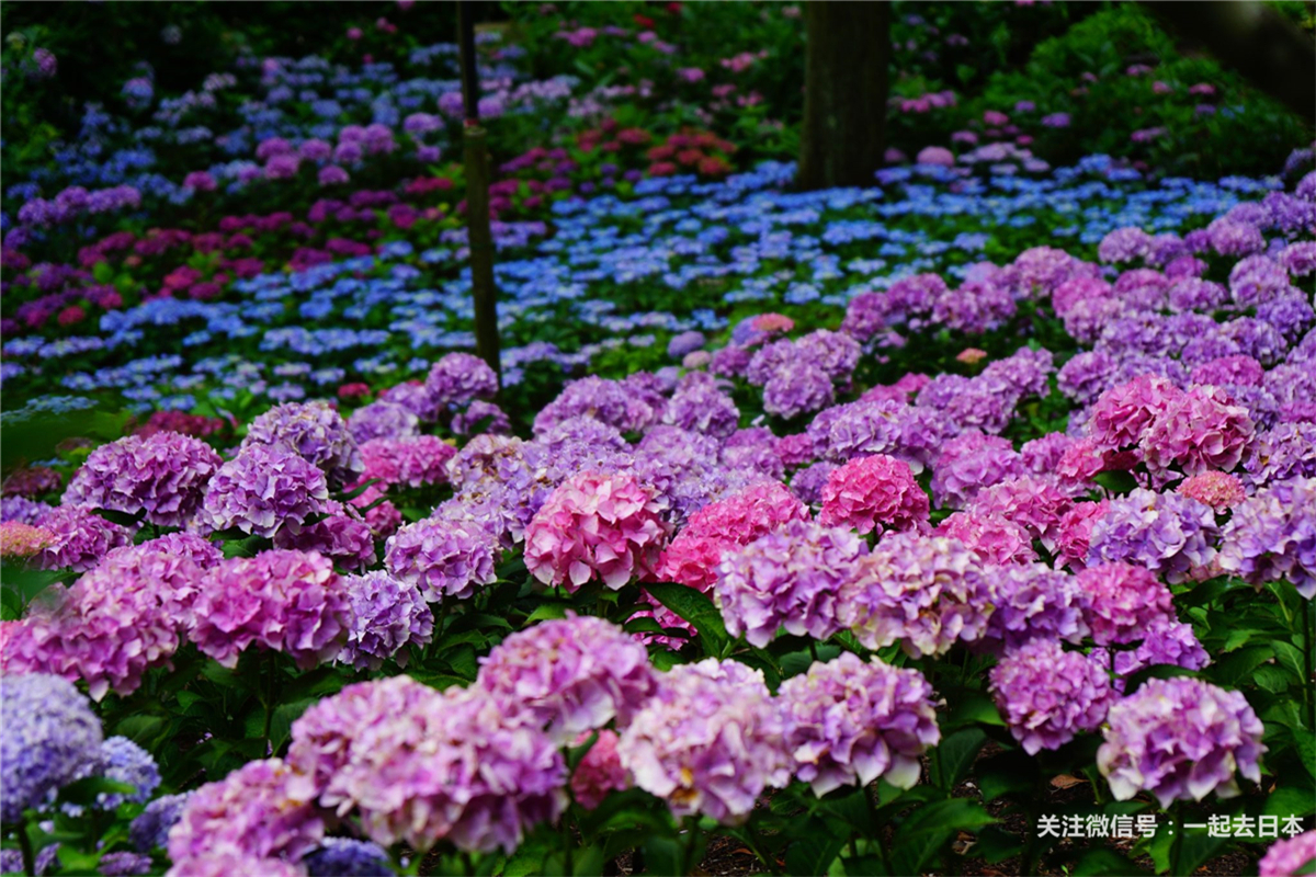 雨季的清新色彩,日本10大最美紫阳花名所