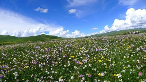 端午节自驾去若尔盖,俄么塘,九曲黄河第一湾住帐篷,醉卧花海看日出