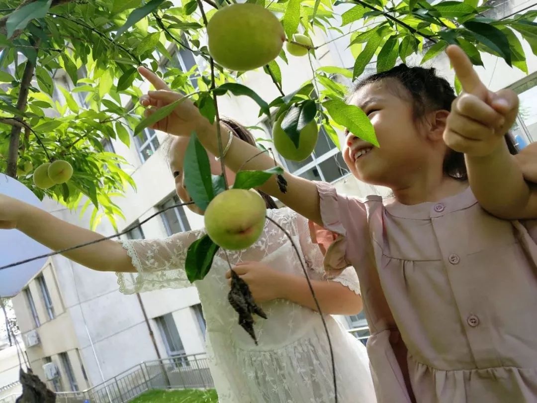 幼儿园的桃子熟啦