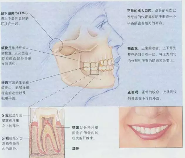 首先,我们来了解一下人的口腔结构及各个部位