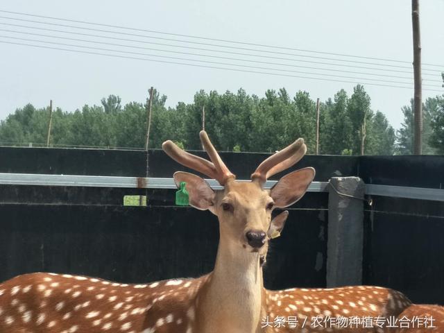 河间市景和镇兴丰农场梅花鹿自产一级二杠鹿茸出售中