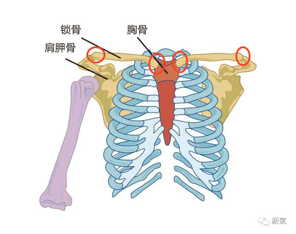 锁骨的形状其实有一点