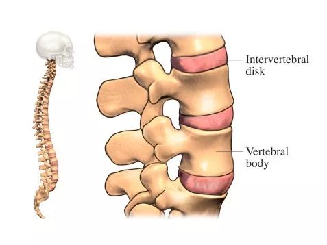 了解正常人体的脊柱活动范围避免颈椎和腰椎的运动损伤