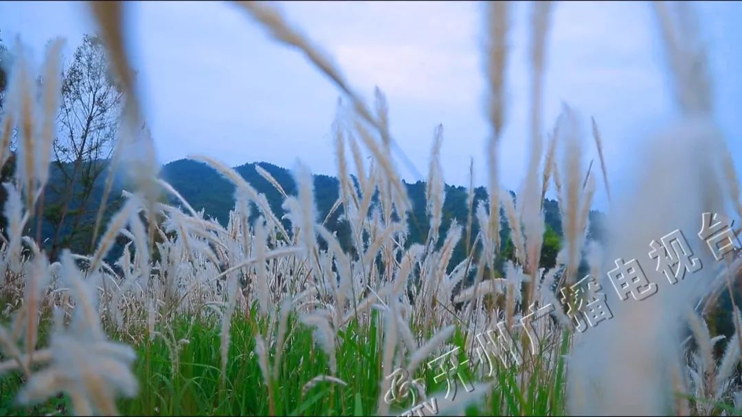 微风拂过,行走其间