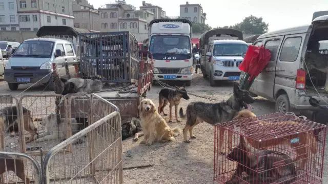 小板桥狗市场是否就是所谓的"黑市"?那么.