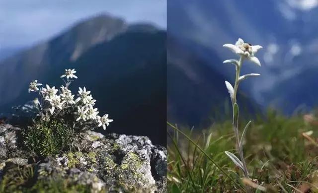 高山火绒草——又名雪绒花.是菊科,火绒草属的植物.