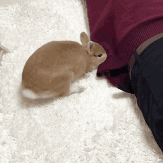 兔子是怎样的一种生物?
