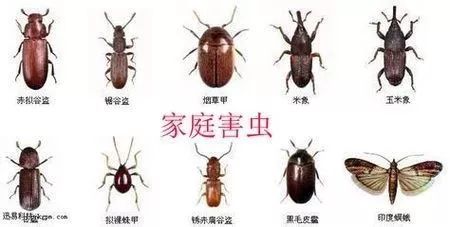 以下图是常见的家庭害虫有害生物种类繁多,队伍庞大,繁殖力惊人,主要