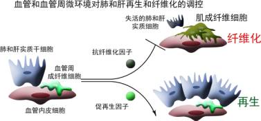 器官移植是什么原理_器官移植图片(3)