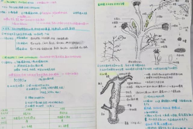 【今日头条】上师大外语附中惊现"网红"生物笔记本