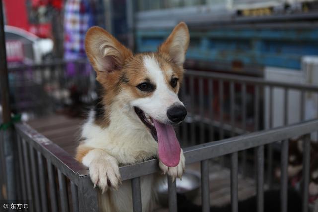 柯基犬的"8大饮食"注意,差点就害死它!