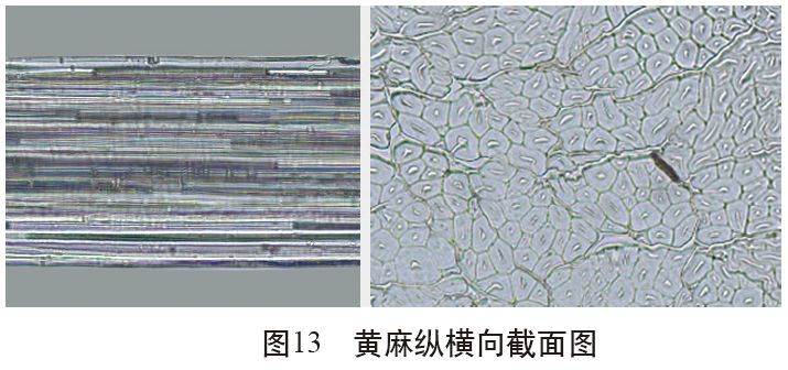 各类麻纤维在不同显微镜下的特征分析技术课堂第53讲