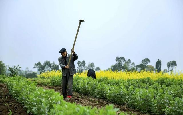 4大种植误区你占了几个？决定收成生死天博电竞下载的关键……(图2)