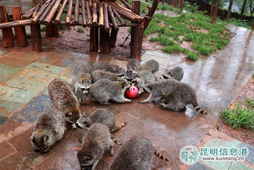 小浣熊聚集在一起抢吃"粽子馅"