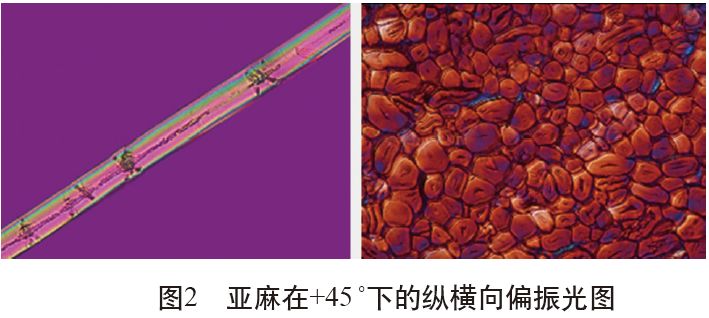 各类麻纤维在不同显微镜下的特征分析 | 技术课堂第53