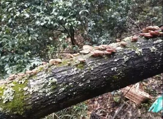 09 香菇 味道不差于鸡枞,属于蘑菇的一种,长在干树上,也是所有野生菌