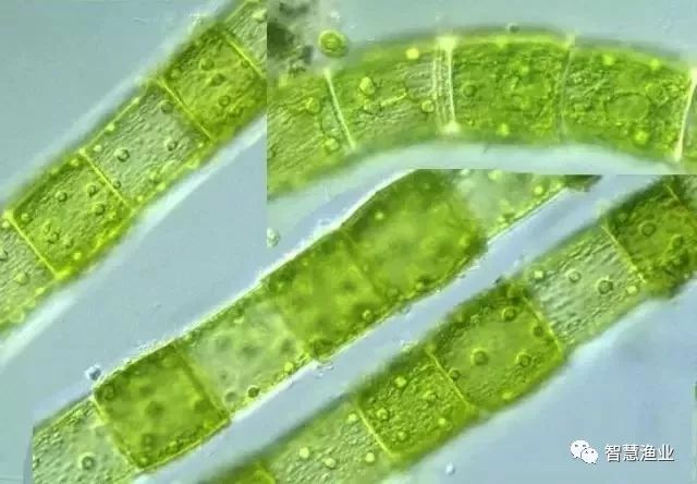 藻类植物中种类繁多的一个门.形态多样,有单细胞,多细胞等类型.