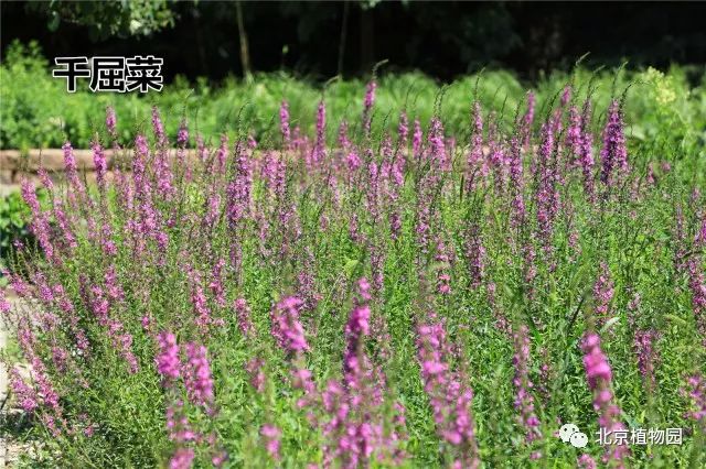 宿根花卉园进入盛花期,快来欣赏!