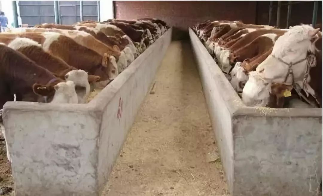 【肉牛头条】在农村圈养10头繁殖母牛,一年能赚多少钱?