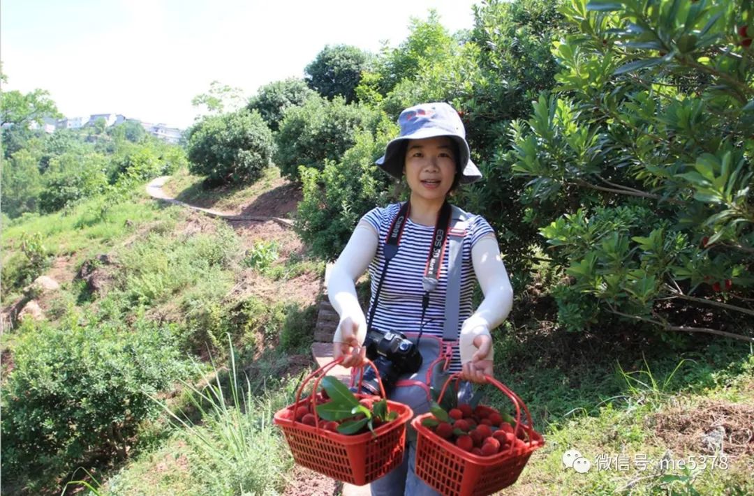 【实地拍摄】不用望梅止渴了!来培石采摘杨梅吧