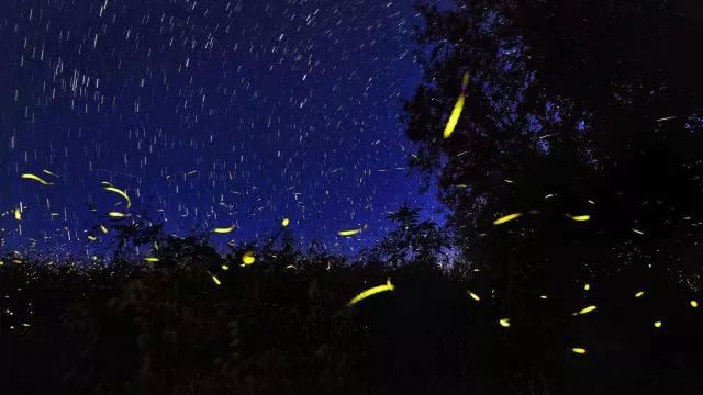 和"萤火虫"有个约会,细数夏日绝美萤火虫观赏地!