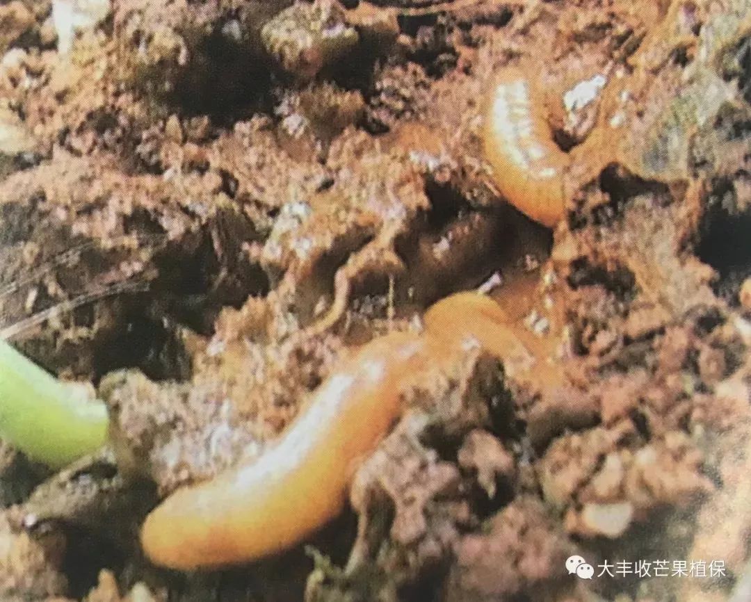 果实蝇"攻陷"菲律宾芒果产业,防治方法的管理